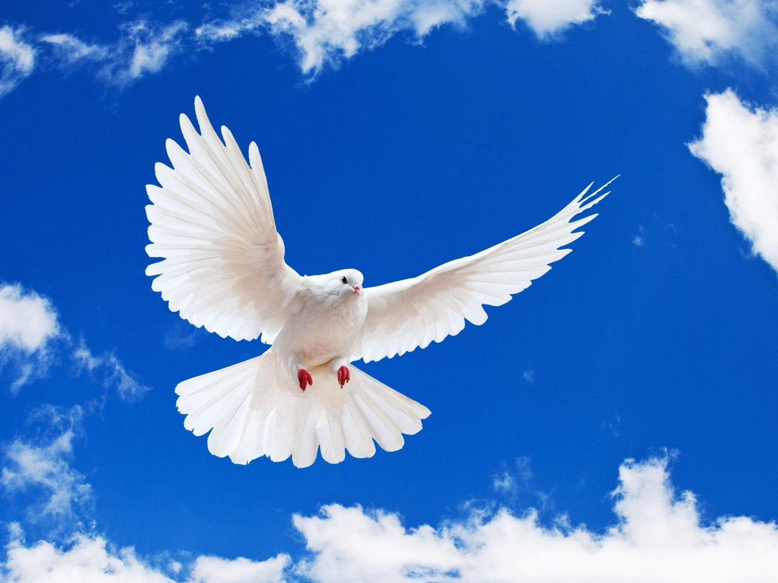 Download White Dove Wings Blue Sky Wallpaper in 1600x1200 Resolution