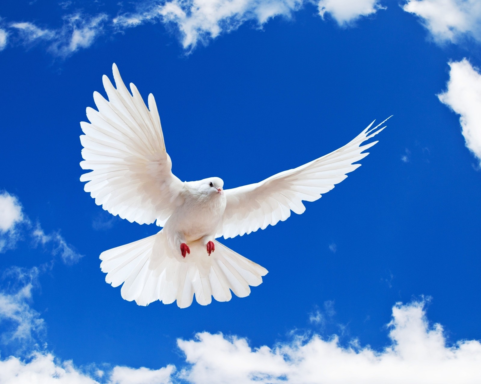 Download White Dove Wings Blue Sky Wallpaper in 1600x1280 Resolution