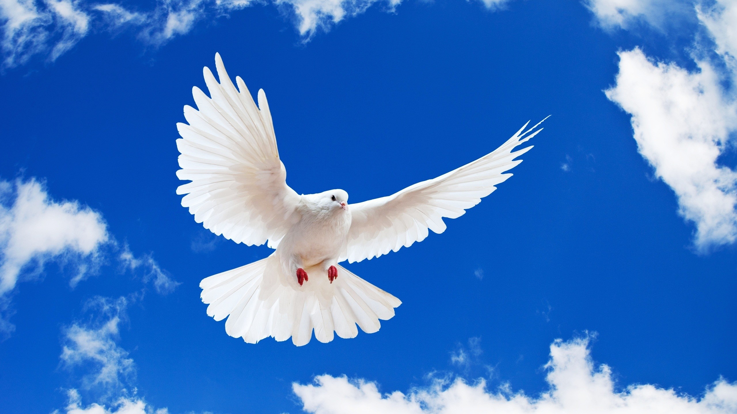 Download White Dove Wings Blue Sky Wallpaper in 2560x1440 Resolution