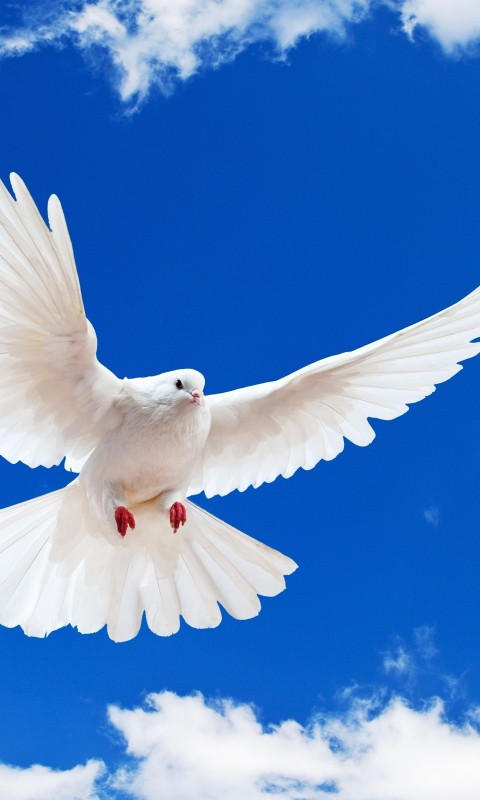 Download White Dove Wings Blue Sky Wallpaper in 480x800 Resolution