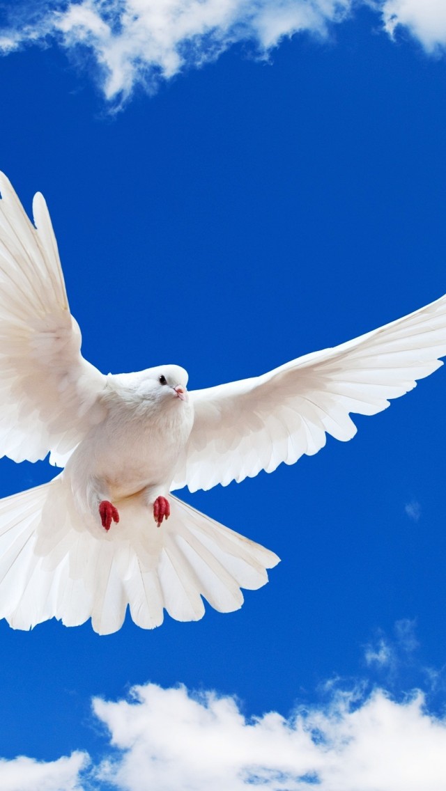 Download White Dove Wings Blue Sky Wallpaper in 640x1136 Resolution