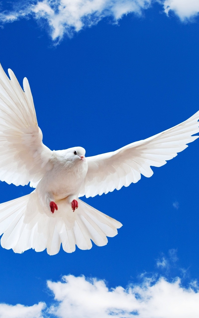 Download White Dove Wings Blue Sky Wallpaper in 800x1280 Resolution