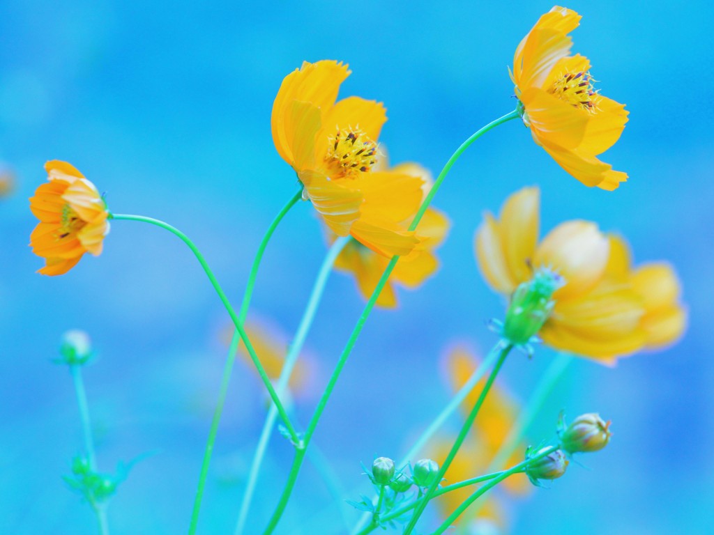 Download Blue Background Yellow Flowers Wallpaper in 1024x768 Resolution