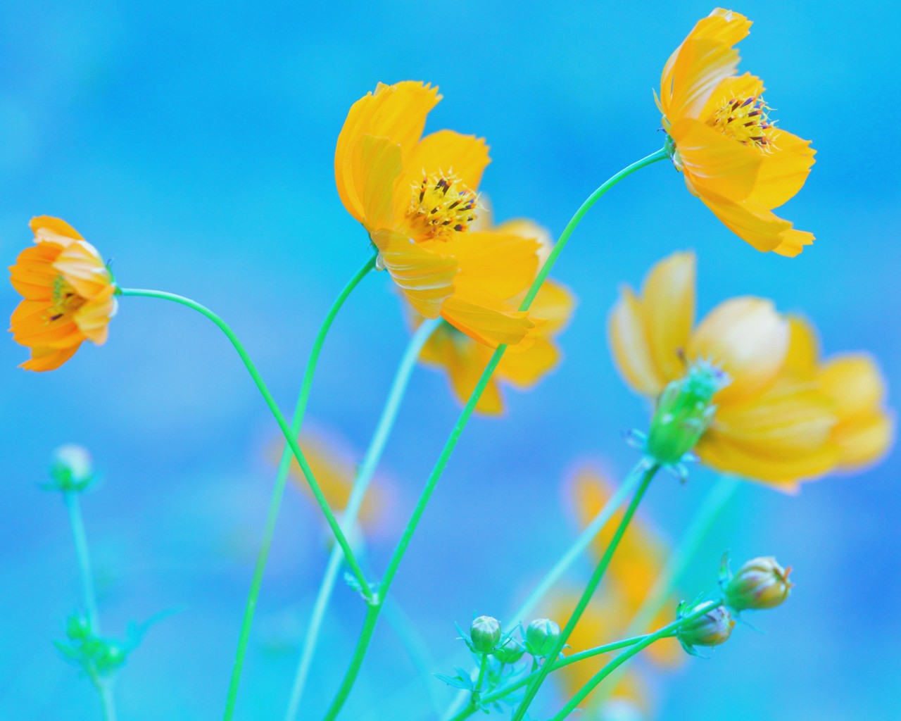 Download Blue Background Yellow Flowers Wallpaper in 1280x1024 Resolution