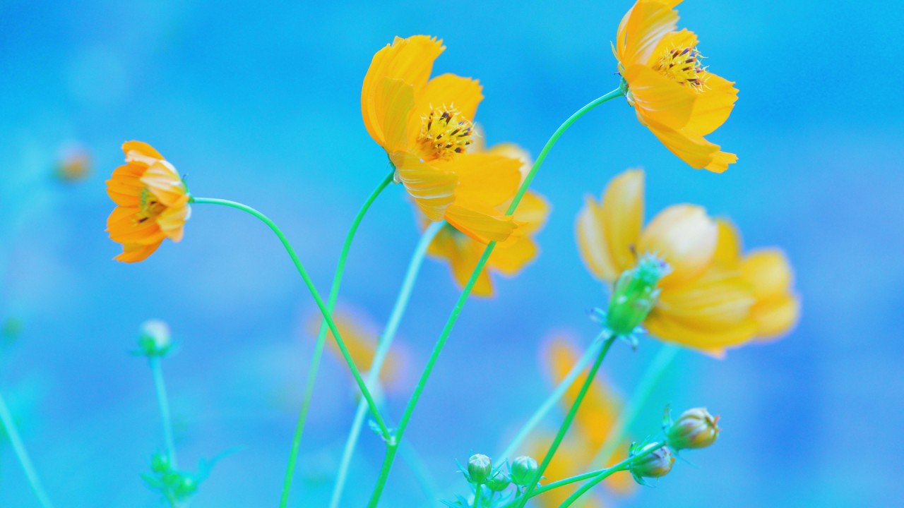 Download Blue Background Yellow Flowers Wallpaper in 1280x720 Resolution
