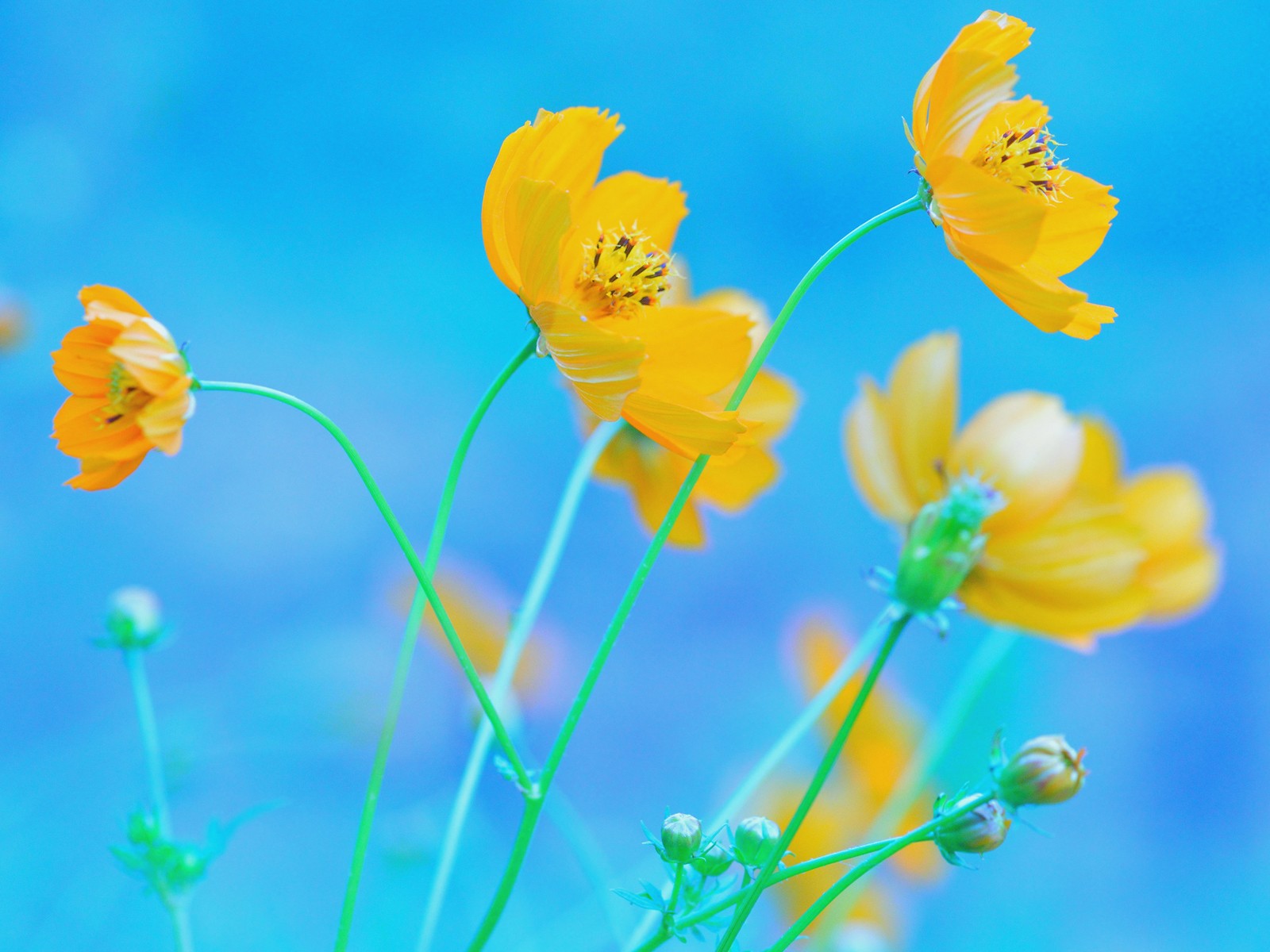 Download Blue Background Yellow Flowers Wallpaper in 1600x1200 Resolution