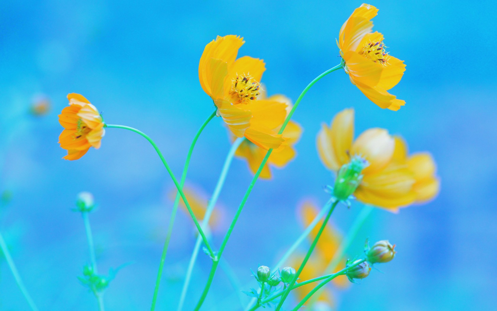Download Blue Background Yellow Flowers Wallpaper in 1680x1050 Resolution