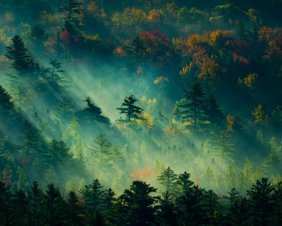 Nature Forest Landscape Sun Rays Wallpaper 960x768 Resolution nature-forest-landscape-sun-rays-wallpaper-960x768-resolution