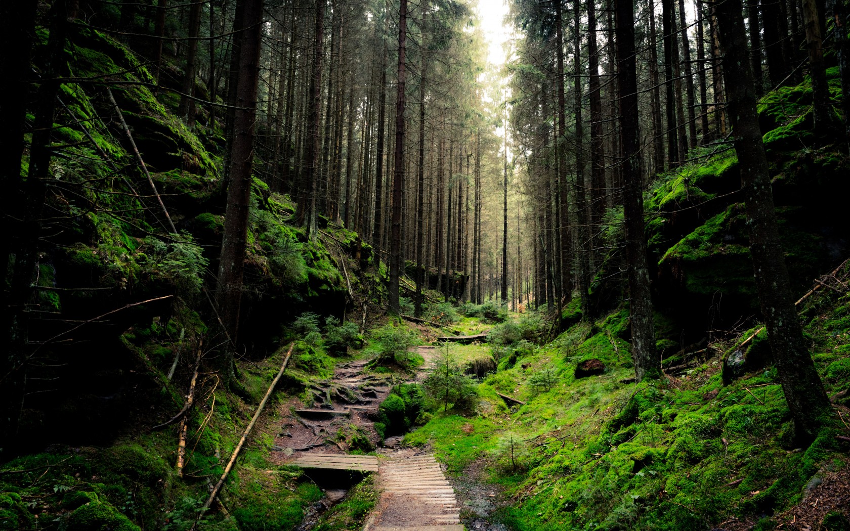 Download Switzerland Green Forest Trees Daylight Wallpaper in 1680x1050 Resolution