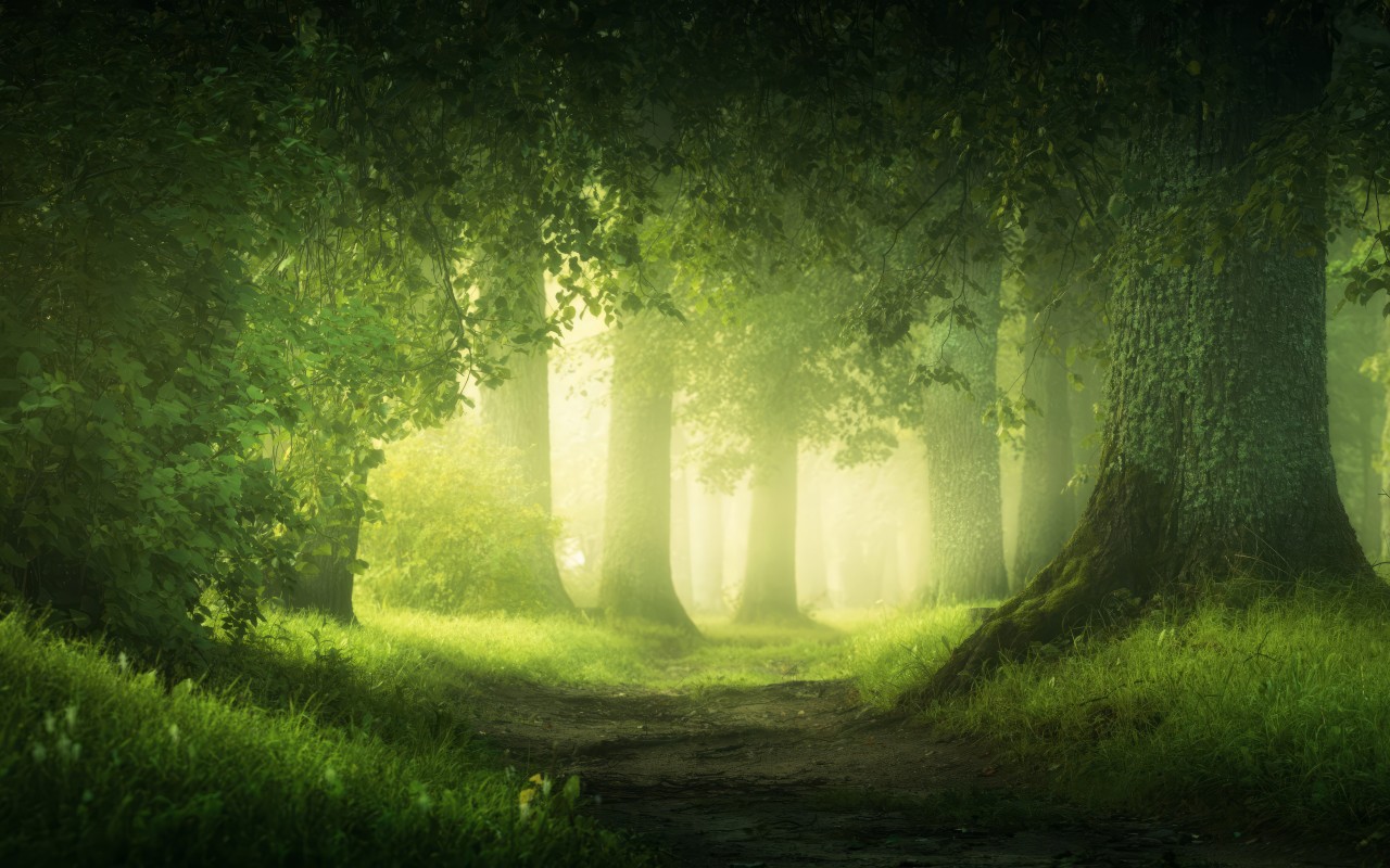 Download Nature Green Landscape Forest Path Wallpaper in 1280x800 Resolution