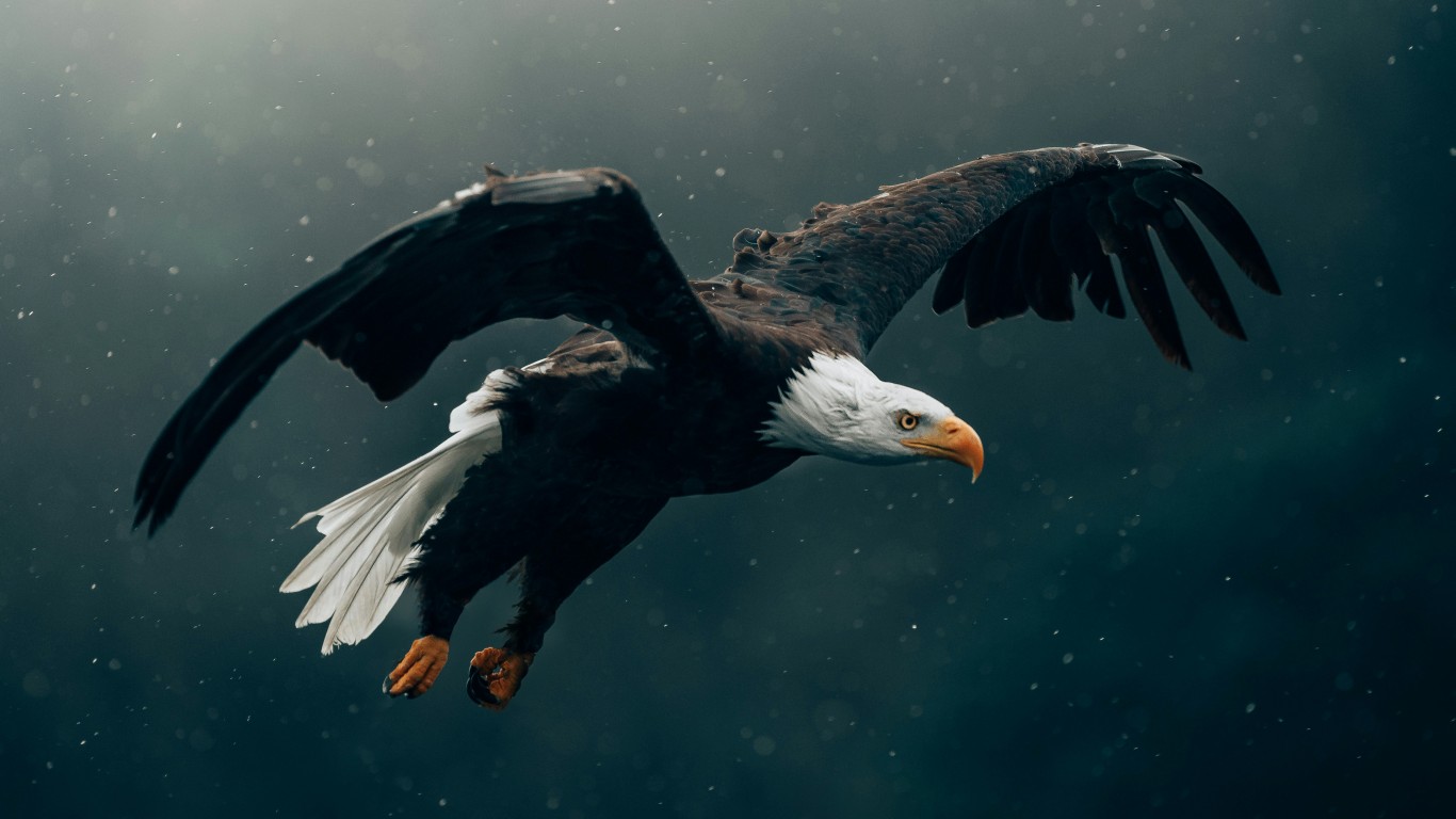Download Black And White Bald Eagle Wallpaper in 1366x768 Resolution