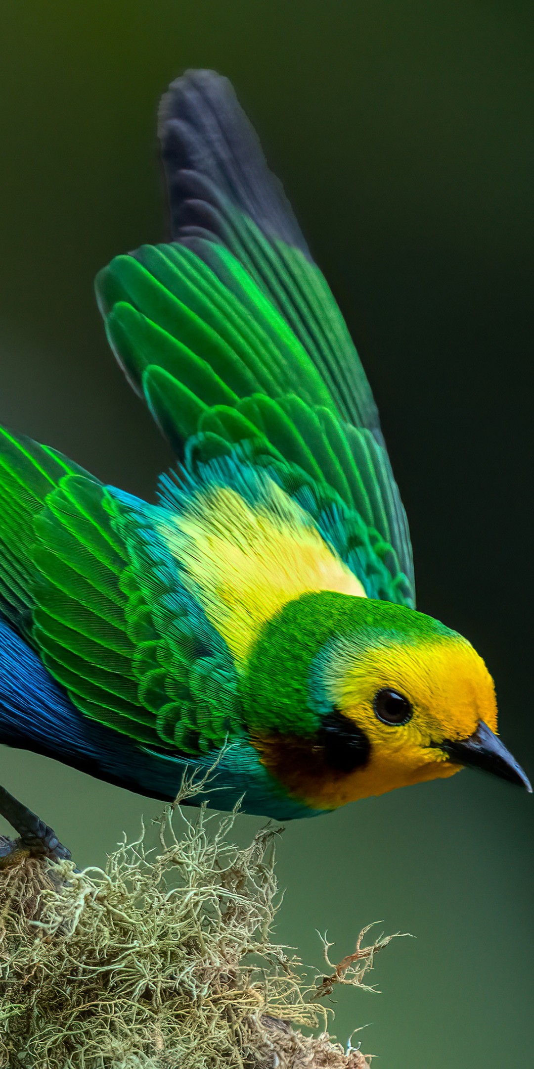 Download Colombian Multicolored Tanager Bird Wallpaper in 1080x2160 Resolution