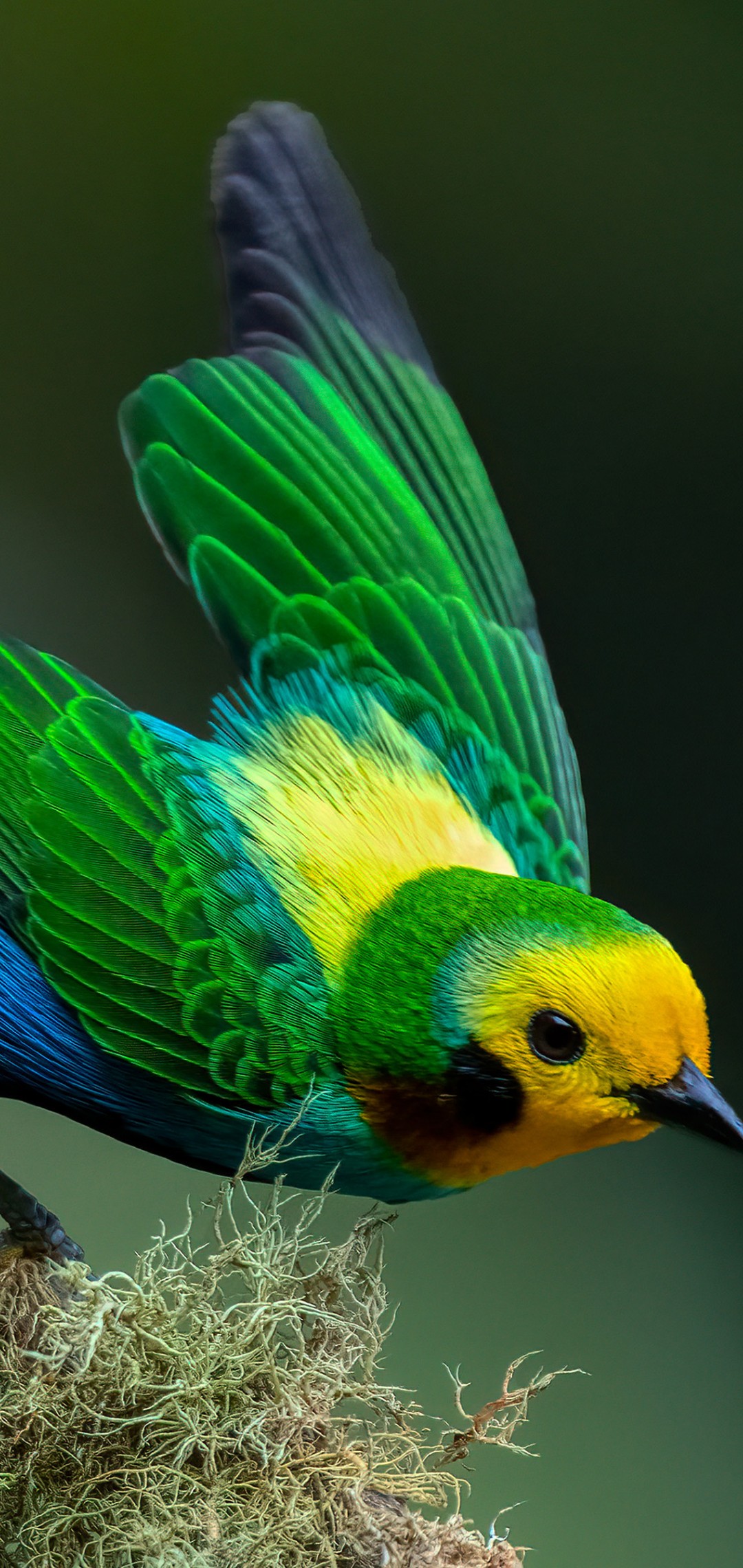 Download Colombian Multicolored Tanager Bird Wallpaper in 1080x2280 Resolution