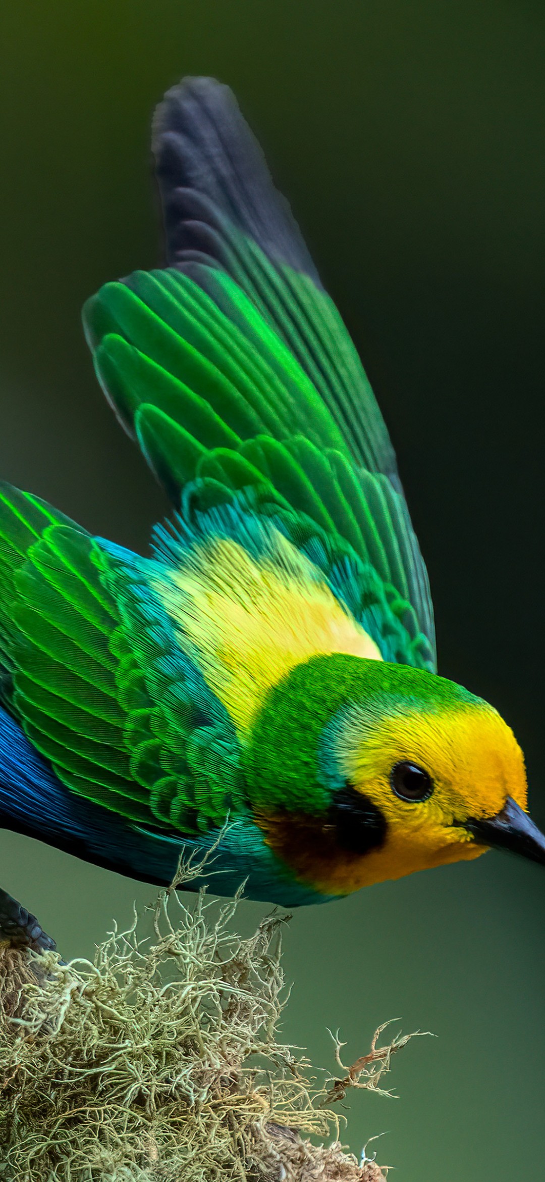 Download Colombian Multicolored Tanager Bird Wallpaper in 1080x2340 Resolution