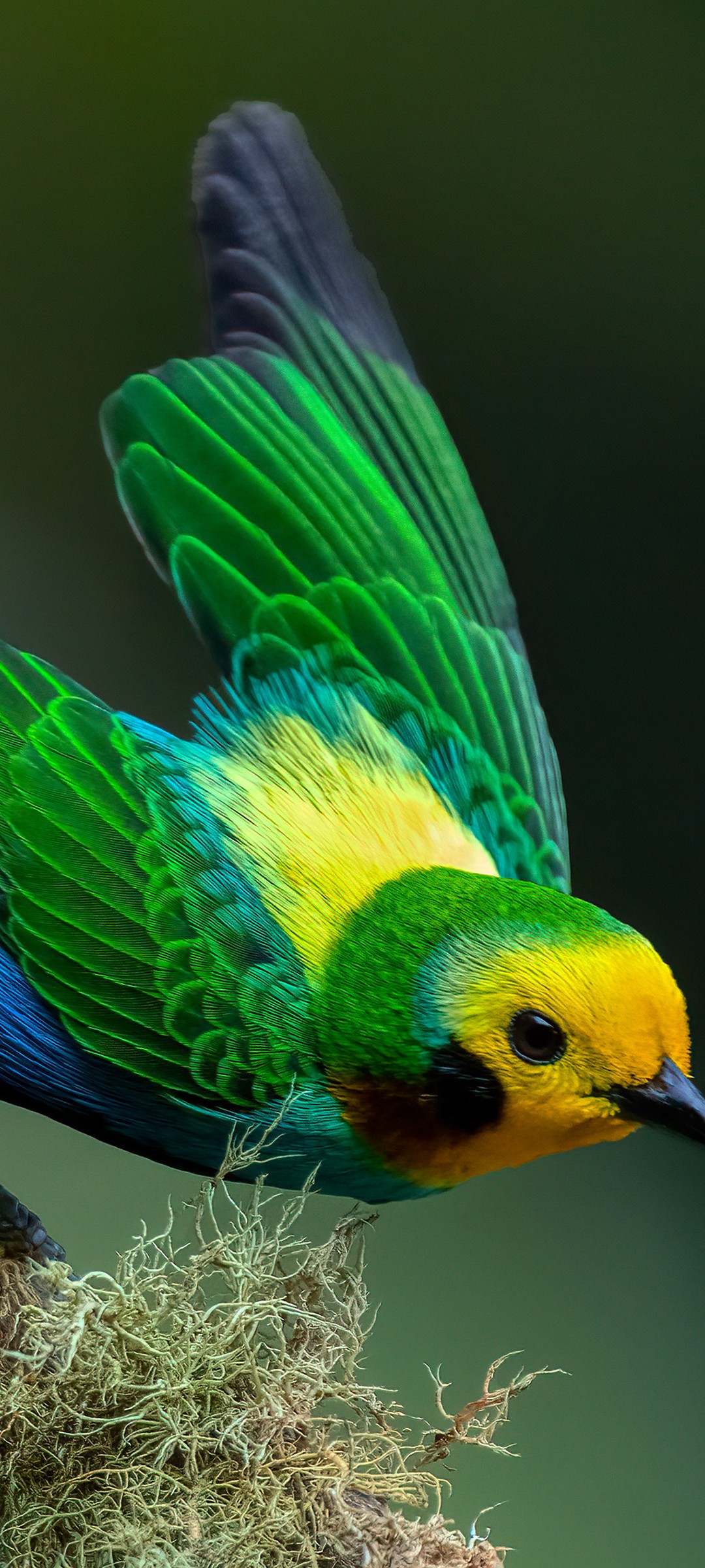 Download Colombian Multicolored Tanager Bird Wallpaper in 1080x2400 Resolution