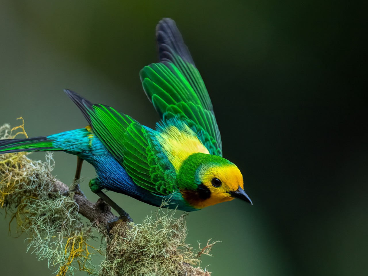 Download Colombian Multicolored Tanager Bird Wallpaper in 1280x960 Resolution