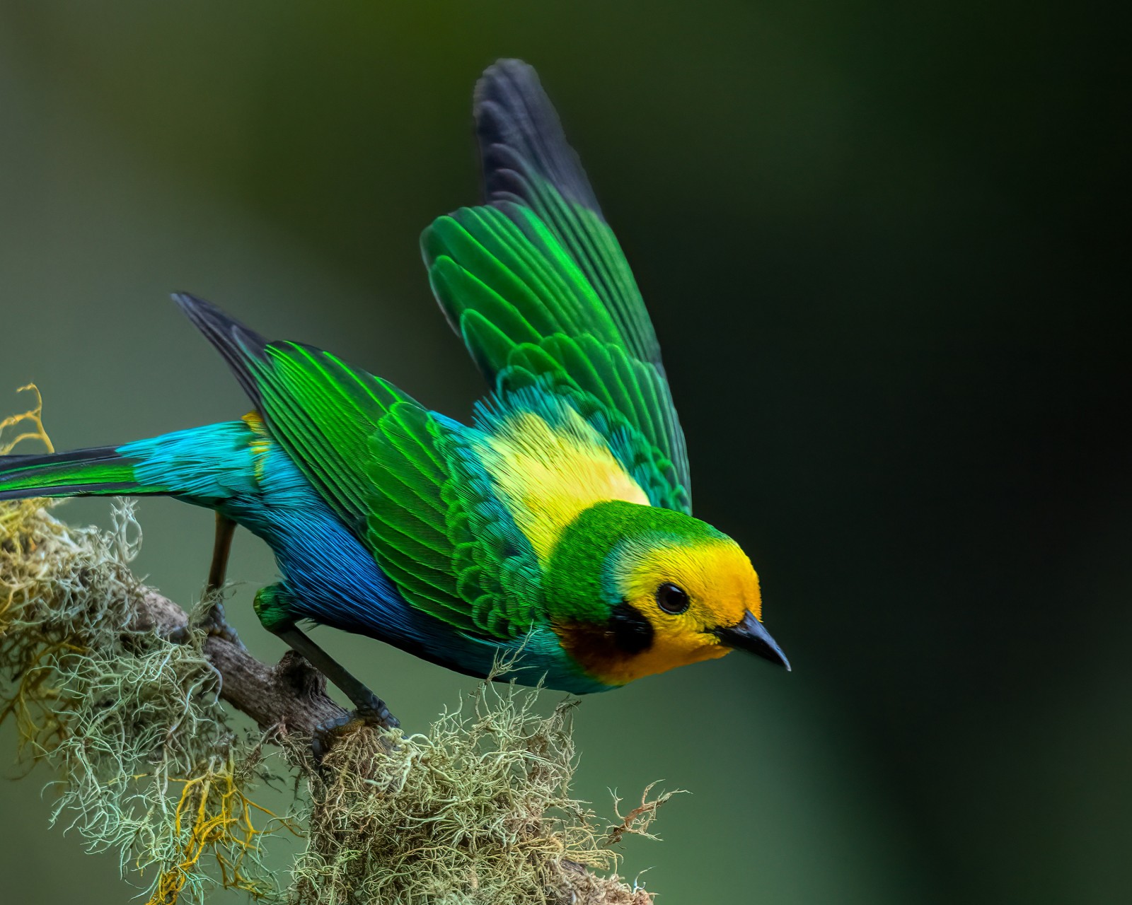 Download Colombian Multicolored Tanager Bird Wallpaper in 1600x1280 Resolution