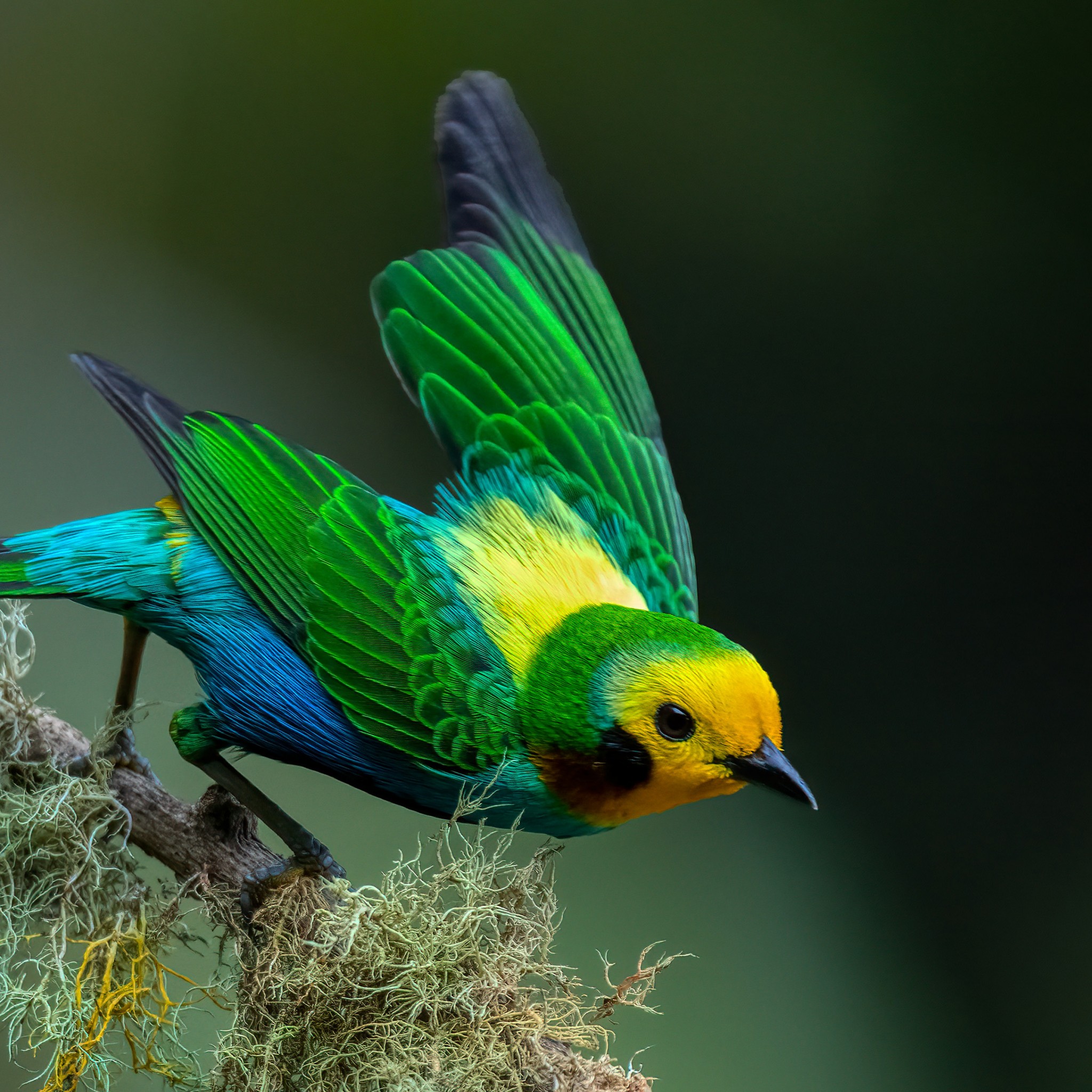 Download Colombian Multicolored Tanager Bird Wallpaper in 2048x2048 Resolution