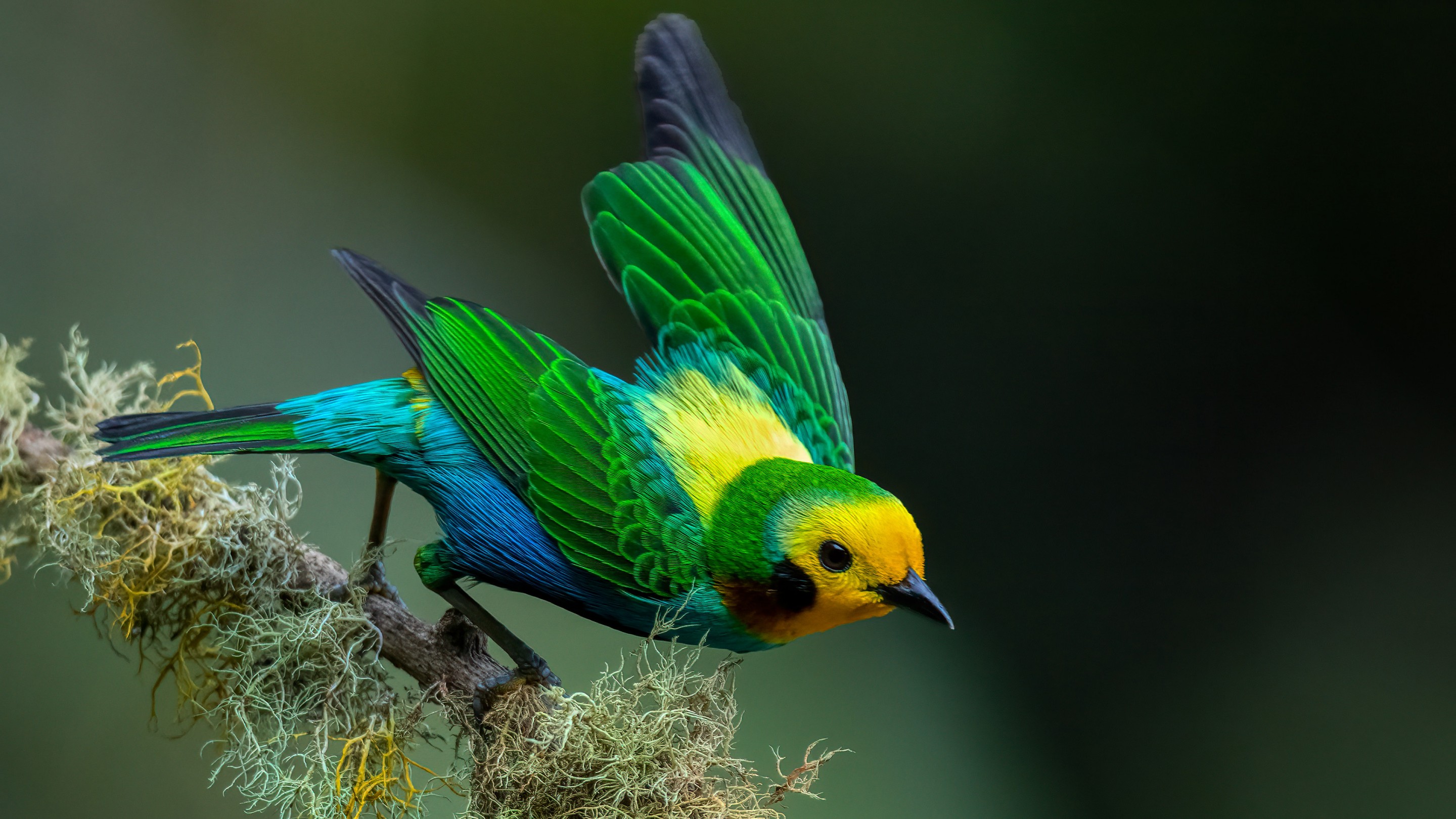 Download Colombian Multicolored Tanager Bird Wallpaper in 2880x1620 Resolution
