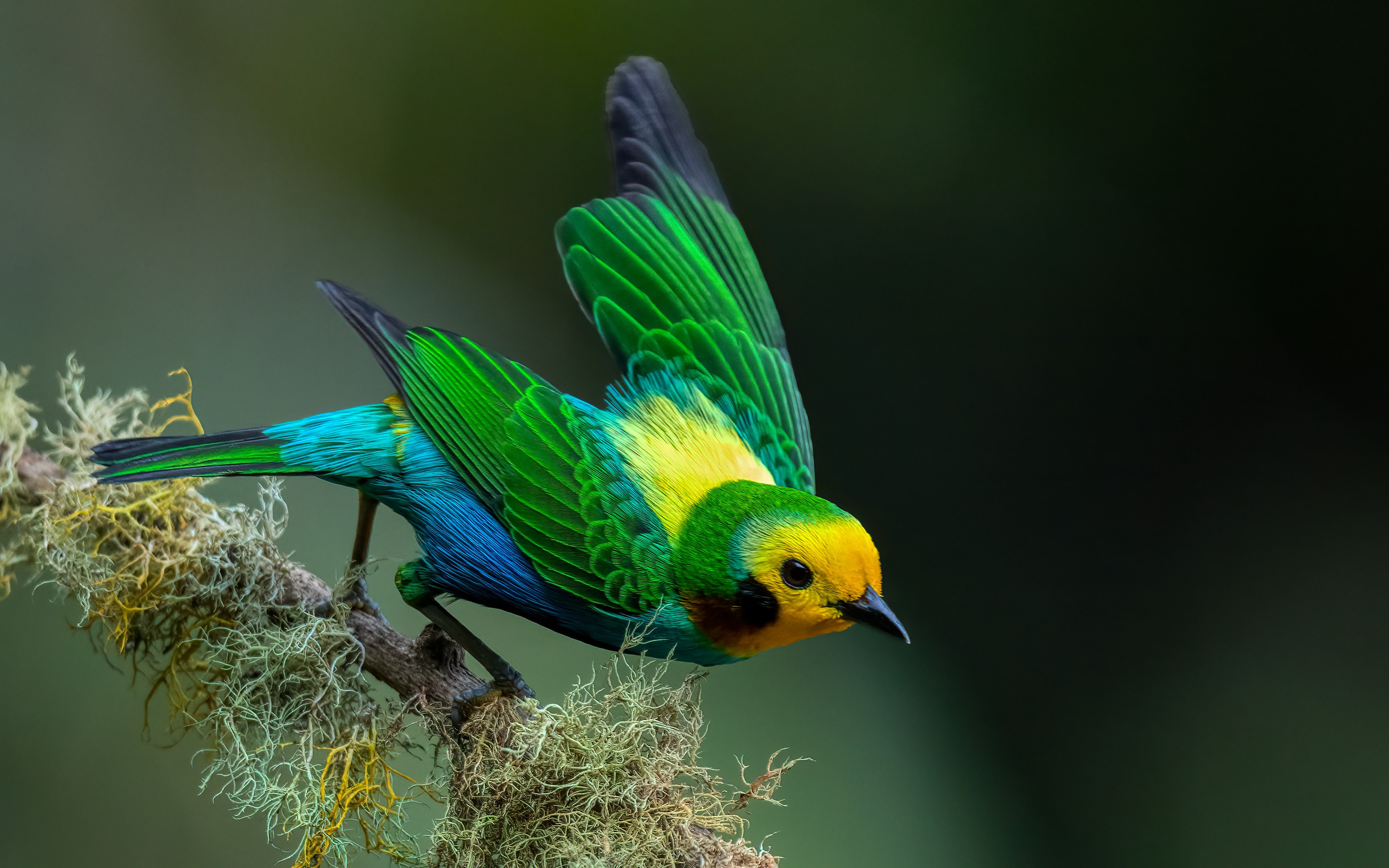 Download Colombian Multicolored Tanager Bird Wallpaper in 3840x2400 Resolution