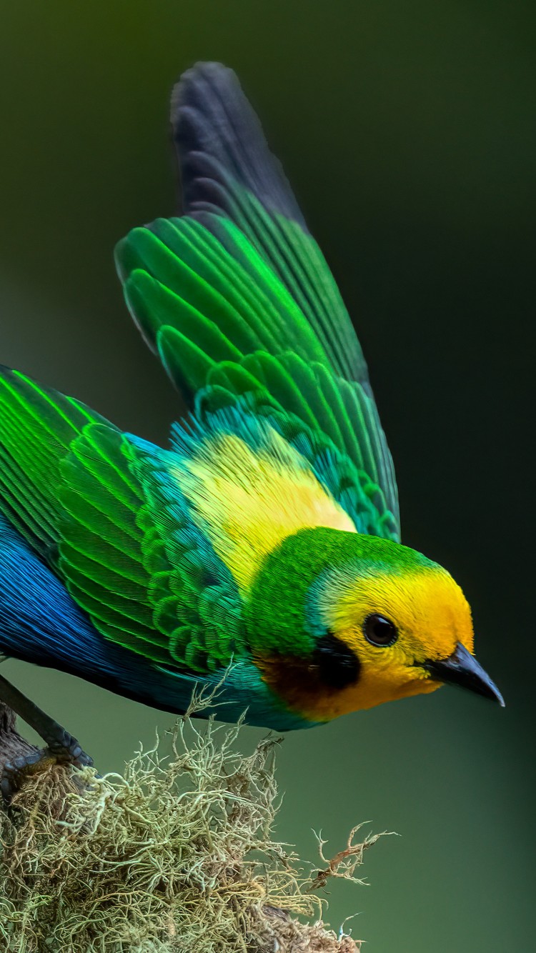 Download Colombian Multicolored Tanager Bird Wallpaper in 750x1334 Resolution