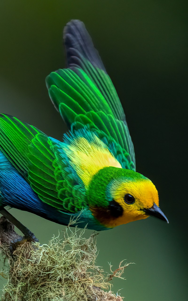 Download Colombian Multicolored Tanager Bird Wallpaper in 800x1280 Resolution